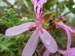 Pelargonium quercifolium anthers unripe